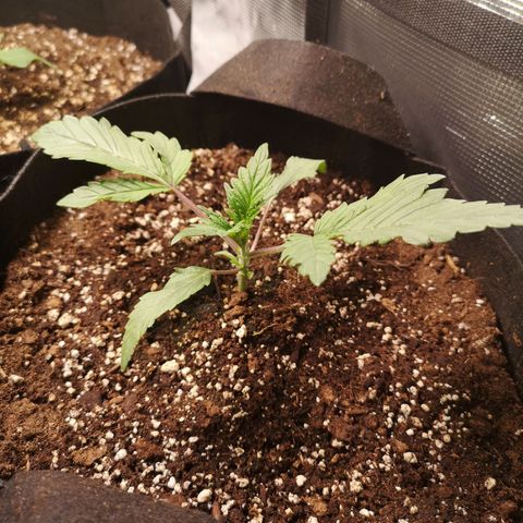 10th Planet growlog timeline photo
