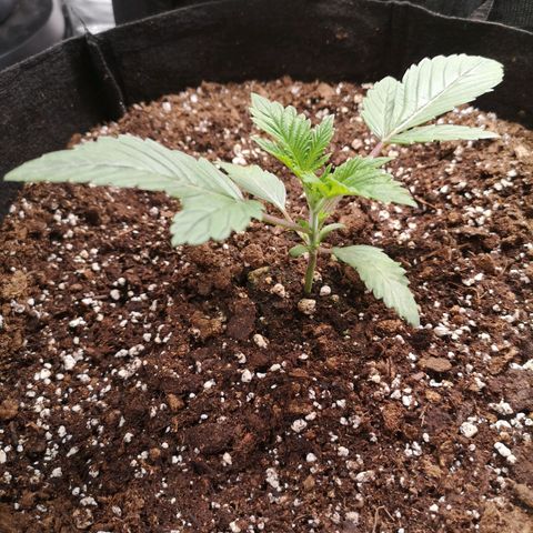 O. K. C growlog timeline photo