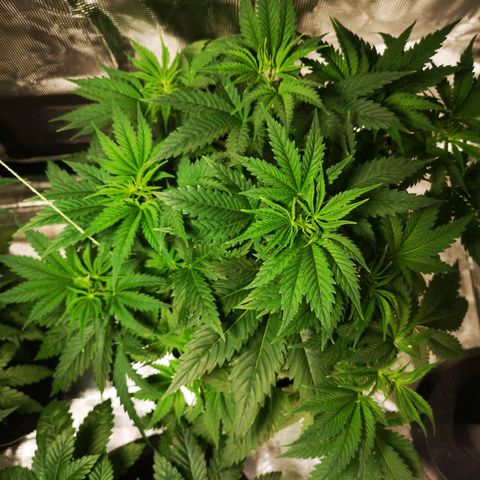 Cheese growlog timeline photo