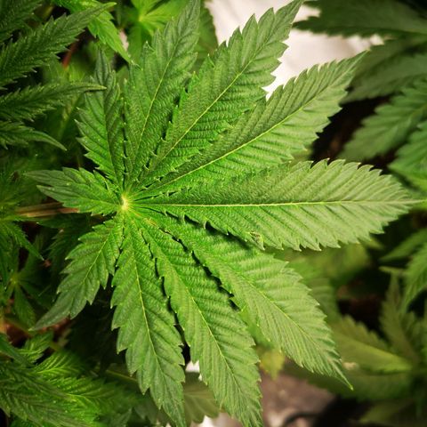 Grandaddy black growlog timeline photo