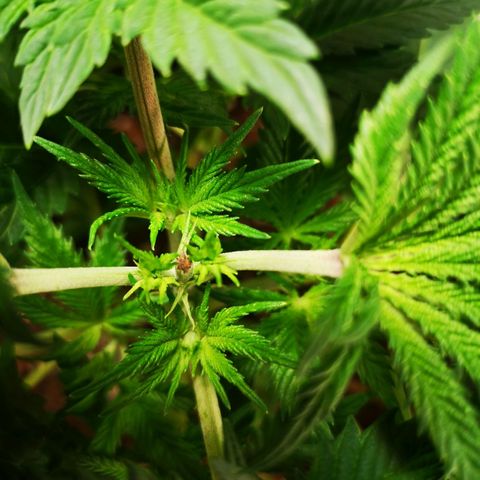 Grandaddy black growlog timeline photo