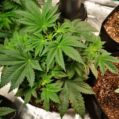 Grandaddy black growlog timeline photo