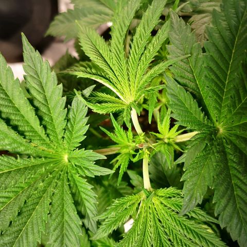 Grandaddy black growlog timeline photo