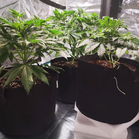 Cheese growlog timeline photo