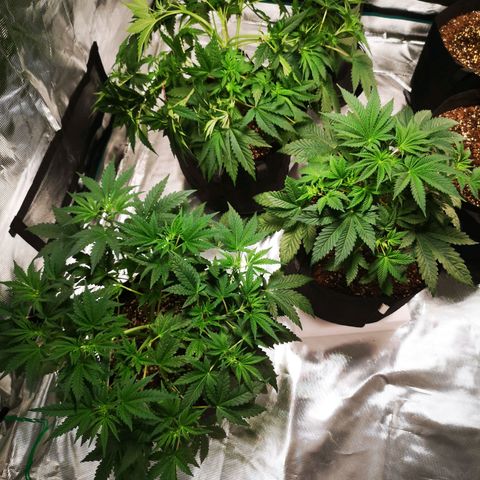 Cheese growlog timeline photo