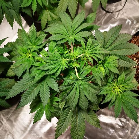 Grandaddy black growlog timeline photo