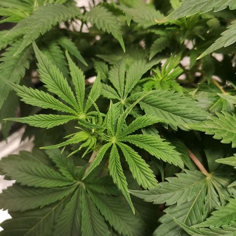 Grandaddy black growlog timeline photo