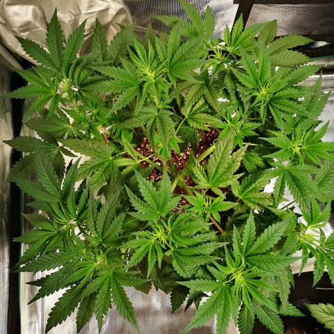 Northern Lights #5 growlog timeline photo