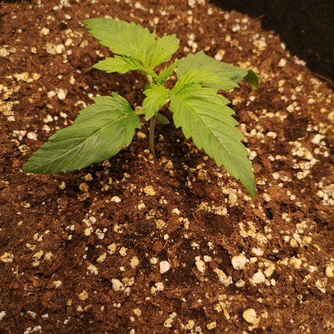 Banana hammock auto  growlog timeline photo