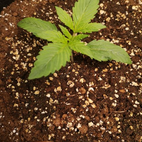 Europa Auto growlog timeline photo