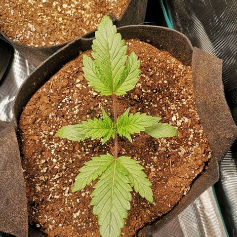 10th Planet growlog timeline photo