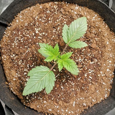 O. K. C growlog timeline photo