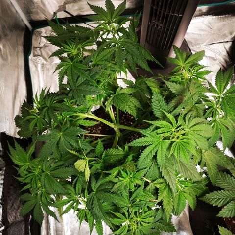 Cheese growlog timeline photo