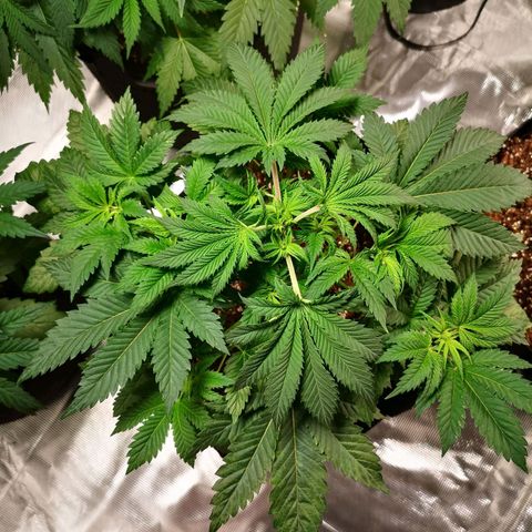 Grandaddy black growlog timeline photo
