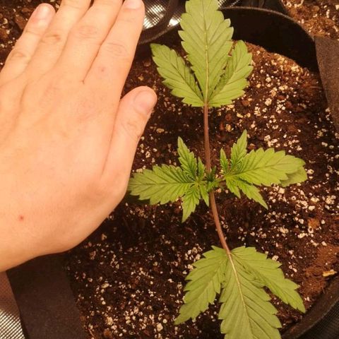 10th Planet growlog timeline photo