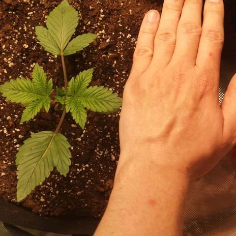 O. K. C growlog timeline photo