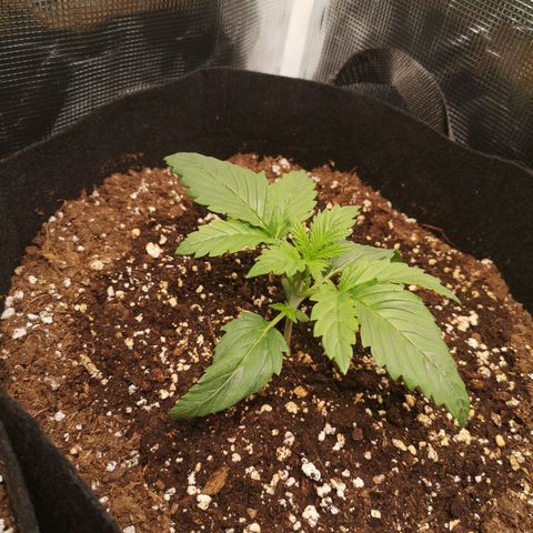 Banana hammock auto  growlog timeline photo