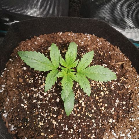 Europa Auto growlog timeline photo
