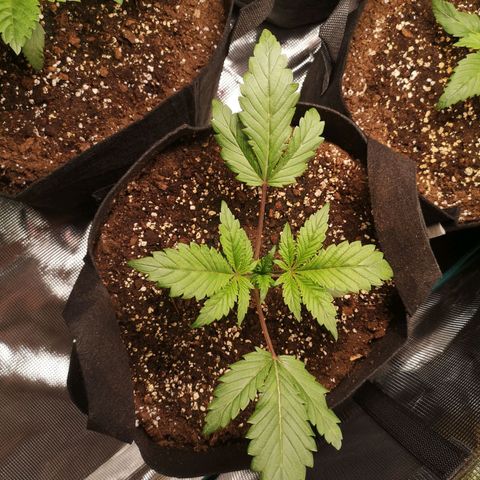 10th Planet growlog timeline photo