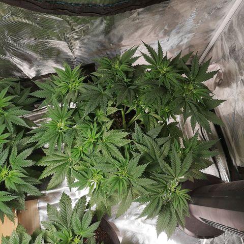 Cheese growlog timeline photo