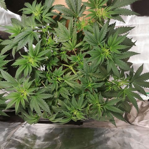 Northern Lights #5 growlog timeline photo