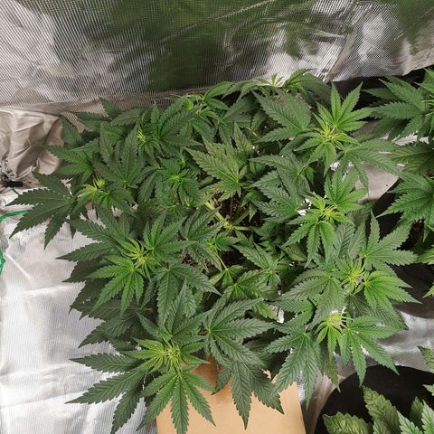 Northern Lights #5 growlog timeline photo