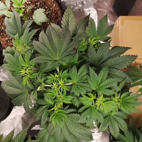 Grandaddy black growlog timeline photo