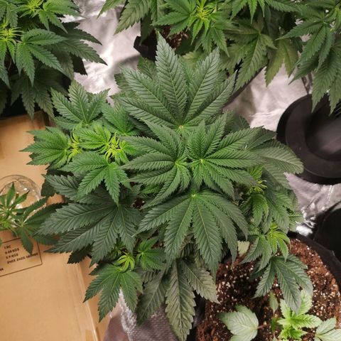 Grandaddy black growlog timeline photo
