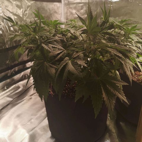 Cheese growlog timeline photo