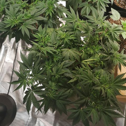 Cheese growlog timeline photo