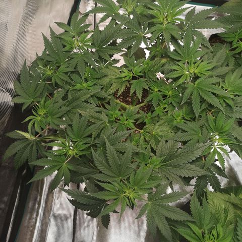 Northern Lights #5 growlog timeline photo