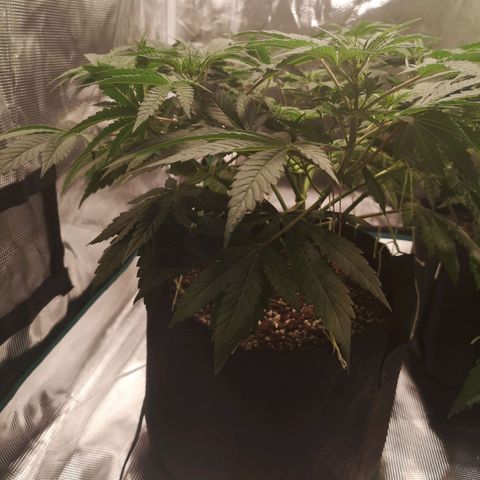 Northern Lights #5 growlog timeline photo