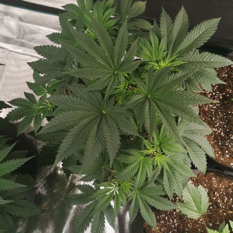 Grandaddy black growlog timeline photo