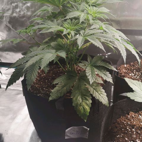 Grandaddy black growlog timeline photo