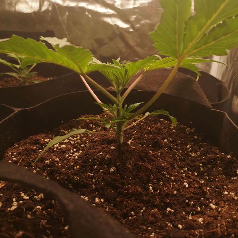 10th Planet growlog timeline photo