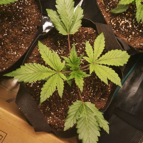 10th Planet growlog timeline photo