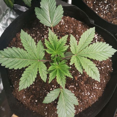 O. K. C growlog timeline photo