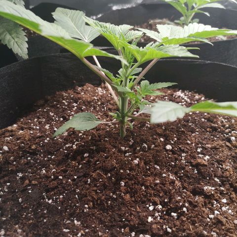O. K. C growlog timeline photo