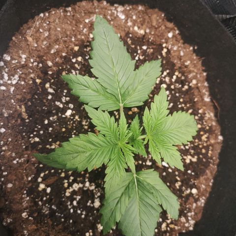 Banana hammock auto  growlog timeline photo