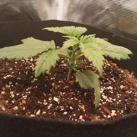 Banana hammock auto  growlog timeline photo