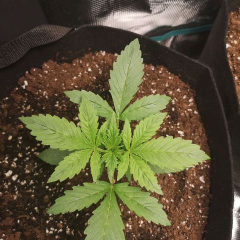 Europa Auto growlog timeline photo