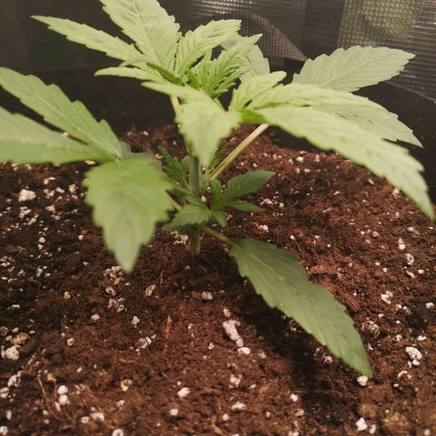 Europa Auto growlog timeline photo