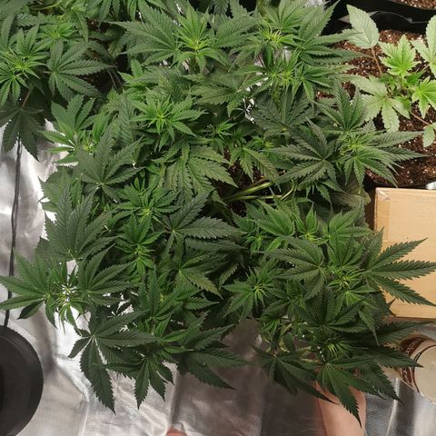 Cheese growlog timeline photo
