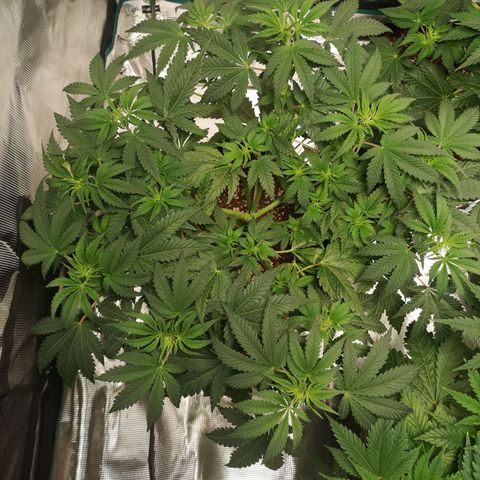 Northern Lights #5 growlog timeline photo