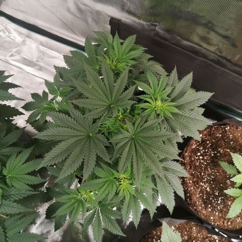 Grandaddy black growlog timeline photo
