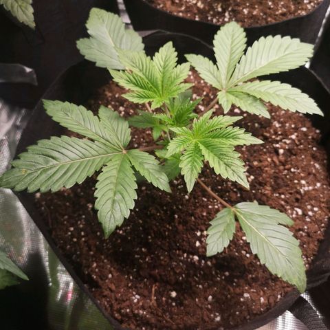O. K. C growlog timeline photo