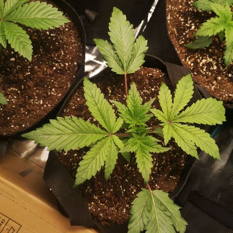 10th Planet growlog timeline photo