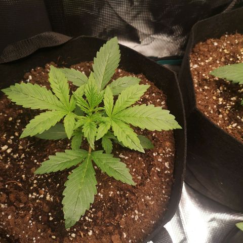 Europa Auto growlog timeline photo