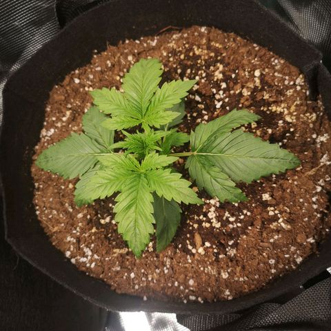 Banana hammock auto  growlog timeline photo