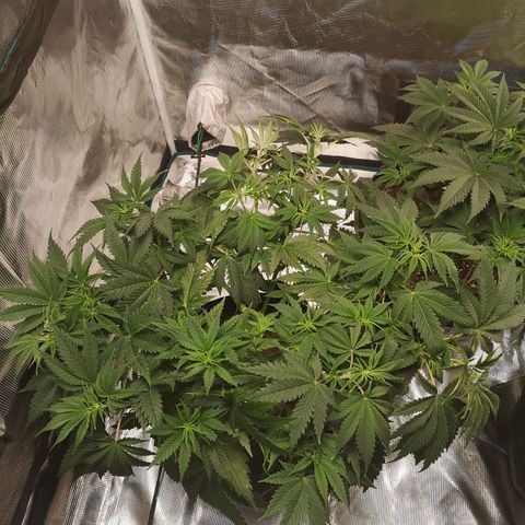 Cheese growlog timeline photo
